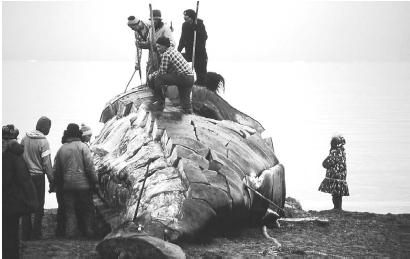 Inuit Whale Hunt