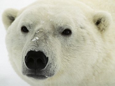 A Polar Bear